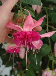 Fuchsia Bella Rosella Fleur Jardin Fleurs Jardin D Ombre