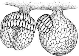 Image result for Hymenophyllum triangulare