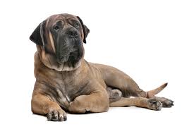 Изображение rhodesian ridgeback boerboel mix. Boerboel Sudafrikanischer Hute Und Schutzhund