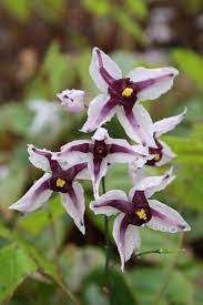 Photo Gallery Epimedium Fairy Wing Epimedium Epsteinii Flowers Plant Delights Nursery Plants Flowers Plant Collection