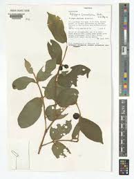 Image result for Rytigynia acuminatissima