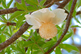 Image result for Adansonia digitata