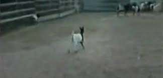 Fainting Goat Gif Video