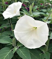 Image result for Datura