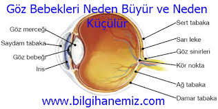 Goz Bebekleri Neden Buyur Ve Neden Kuculur