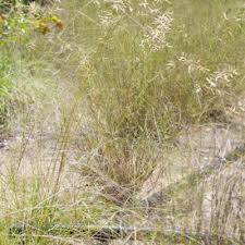 Image result for Eragrostis sclerantha