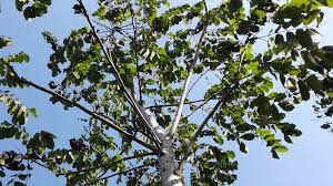 Image result for Centrolobium robustum