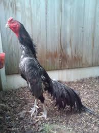 Olx pakistan offers online local classified ads for hens & aseel. Aseel Fighter Photos Aseel Fighter Photos Galos Indios Animais E Passaros Racas De Galinhas