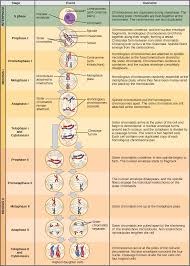 Most plant and animal cells are diploid. Meiosis Stages Significance Phases Comparison
