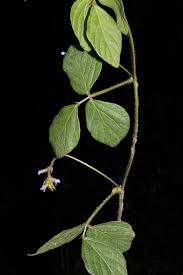 Image result for Calopogonium mucunoides