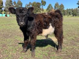 Miniature Highland Cattle Sale In 2020 Miniature Highland Cattle Highland Cattle Off The Grid