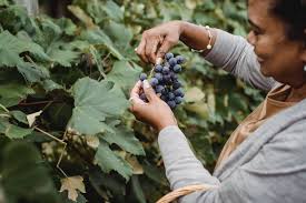 Image result for grape pruning