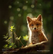 Tinnacriss Animals Beautiful Animals Wild Cute Animals