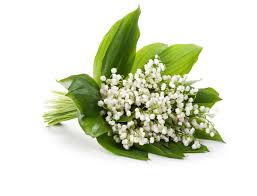 Harry styles。one direction yoshiki san and toshl san of x japan. Muguet Glade Dufte