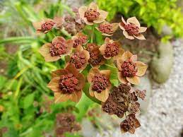 Bupleurum Longifolium Bronze Beauty Trees To Plant Plants Herbaceous Border