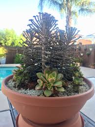Kalanchoe Aeonium Planter Update Planters Succulents Plants