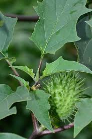 Image result for Datura stramonium