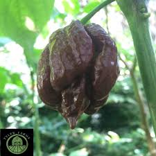 How to keep my trinidad scorpion plant healthy? Chocolate Trinidad Moruga Scorpion Pepper Seeds Tyler Farms