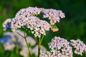 Image result for Valeriana capensis