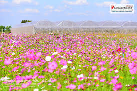 à¸œà¸¥à¸à¸²à¸£à¸„à¹‰à¸™à¸«à¸²à¸£à¸¹à¸›à¸ à¸²à¸žà¸ªà¸³à¸«à¸£à¸±à¸š à¸£à¸¹à¸› à¹€à¸ž à¸¥à¸² à¹€à¸žà¸¥à¸´à¸™