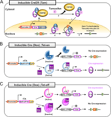 Tamoxifen is an estrogen analogue that binds with higher affinity than estrogen to altered estrogen binding domains. Principles Of Inducible Cre Loxp Mutation System A Tamoxifen Download Scientific Diagram