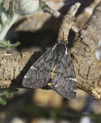 Image result for Mohria lepigera