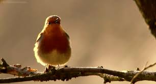 Animated Gif Bird Is The Word Gif Https Encrypted Tbn0 Gstatic Com Images Q Tbn 3aand9gcqwtt5kobvyh3lxlm Iadku48blupu66 12oq Usqp Cau