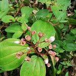 Image result for Dichaetanthera