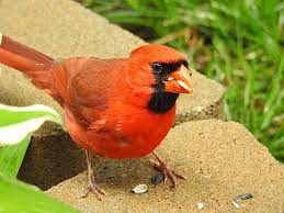 The Best Bird Feeders And Birdseed For Cardinals Best Bird Feeders Bird Seed Bird Feeders