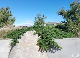 Yankee point is a very garden tolerant spreading groundcover, with glossy green leaves and 1' blue flowers. Ceanothus Griseus Var Horizontalis Yankee Point California Flora Nursery