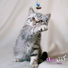 لمحبي القطط صور اجمل قطط في العالم 2020 صغيرة تجنن اجمل واروع صور قطط Kntosa Com 09 19 157 Animals Cats