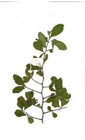 Image result for Gymnosporia pubescens