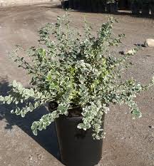 Image result for Euonymus fortunei