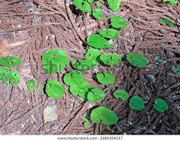 Image result for Nervilia