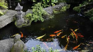 Video ini memberikan tutorial pemahaman dasar tentang kolam koi, sebelum. Benarkah Kolam Koi Buat Rumah Jadi Hoki Klasika