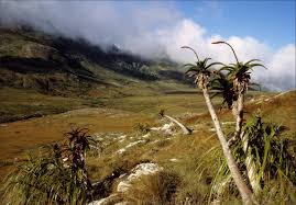 Image result for Isoglossa milanjiensis