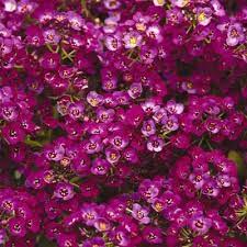 Alyssum Clear Crystals Purple Shades Gardeners Enjoy The Larger Showier Flowers Of This Tetraploid Series Along With T Showy Flowers Alyssum Alyssum Flowers