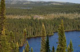 Geography: The Taiga biome stretches over Asia and North ...