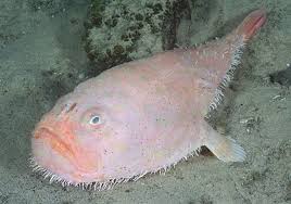 Coffinfish Chaunax Endeavouri Sometimes Called Sea Toads Are Deep Sea Dwellers That Have Special Fins For Walking On T In 2020 Weird Fish Deep Sea Fishing Sea Fish