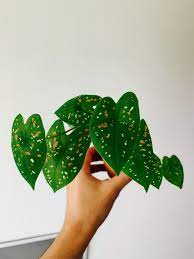 We did not find results for: Caladium Bicolor Clown Furniture Home Living Gardening Plants Seeds On Carousell