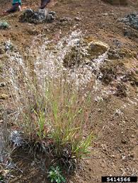 Image result for Melinis repens