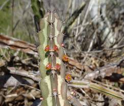 Image result for Euphorbia lividiflora