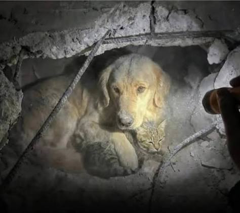 Una vida que se negó a rendirse. Bomberos en Concordia, Brasil lograron  encontrar con vida a un pequeño canino que llevaba más de 24 horas atrapado  entre los escombros. Al percibir la