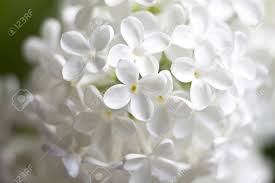 Visualizza altre idee su fiori bianchi, fiori, composizioni floreali. Immagini Stock Fiori Bianchi Di Lilla Image 13750311