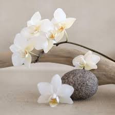 White Orchid Prints Chatelain Allposters Com White Orchids Orchids Zen Pictures