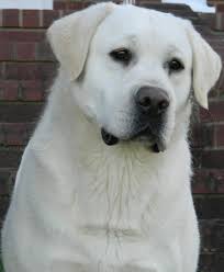 Black And White Lab White Labrador Studs Shelby S White Labradors Breeders In 2020 White Labrador Labrador English Labrador