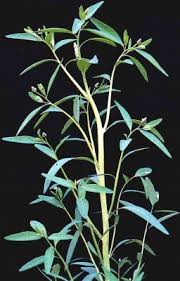 Image result for Sphenoclea zeylanica