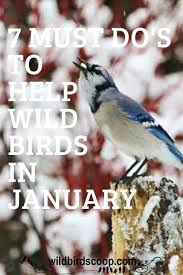 Birds That Start With An S Bird Watching Guide January To Help Backyard Birds In Winter In 2020 Backyard Birds Wild Birds Bird Watching