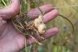 Image result for Arachis