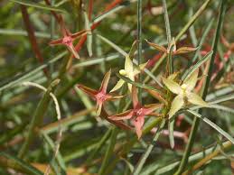 Image result for Centrostigma papillosum